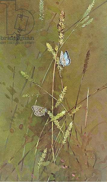 Chalkhill Blue Butterfly on grasses, from Beningfield's Butterflies pub.by Chatto & Windus, 1978