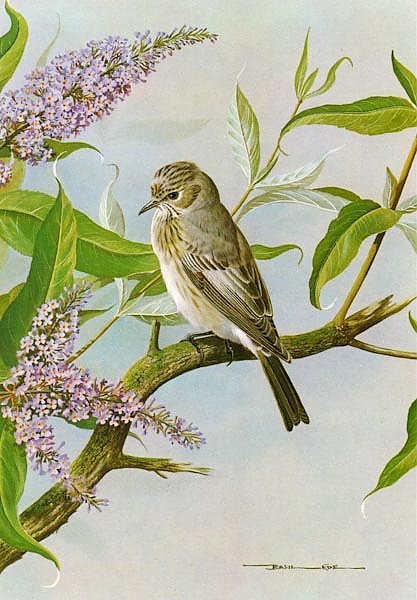 British Birds - Spottedflycatcher