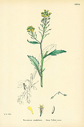 Постер Nasturtium Amphibium. Great Yellow-cress.