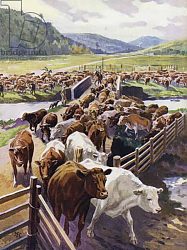 Постер Кэмпбелл Джон Ф. Cattle ranching in the Scottish Highlands Постер Кэмпбелл Джон Ф. Cattle ranching in the Scottish Highlands
