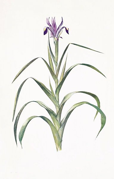 Iris Warleyensis