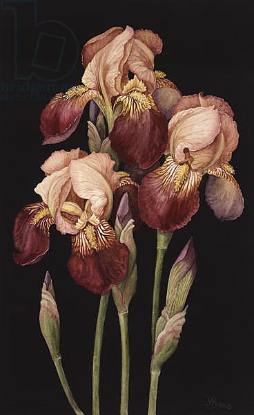 Irises, 2004