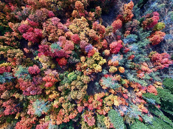 Пестрый осенний лес