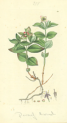 Постер Sowerby Ботаника №1
