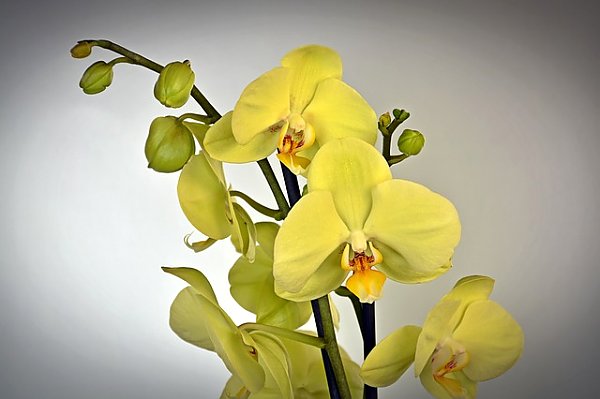 Цветок желтой орхидеи