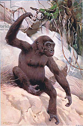 Постер Кунер Вильгельм Gorilla, illustration from'Wildlife of the World', c.1910 Постер Кунер Вильгельм Gorilla, illustration from'Wildlife of the World', c.1910