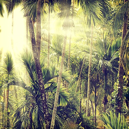 Тропический лес 2