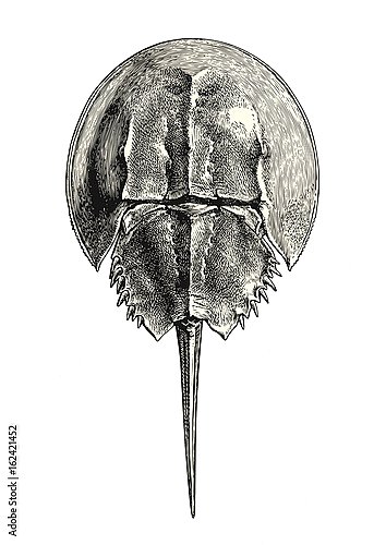 Ретро-иллюстрация подковообразного краба, живого ископаемого существа