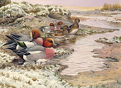 Постер Даннер Карл (совр) Daybreak on the Washes - Wigeon Постер Даннер Карл (совр) Daybreak on the Washes - Wigeon
