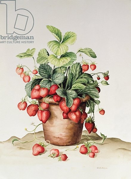 Strawberries in a pot, 1998
