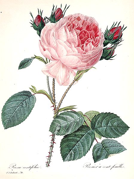 Роза столистная розовая