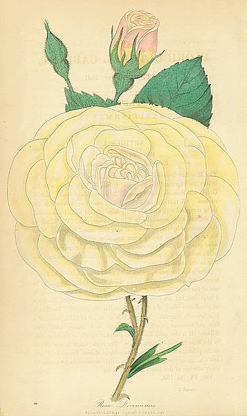 Rosa Devonicnsis