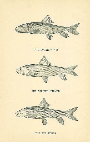 The Stone Toter, The Striped Sucker, The Red Horse 2