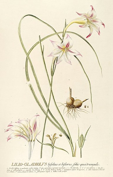 Lilio-Gladiolus