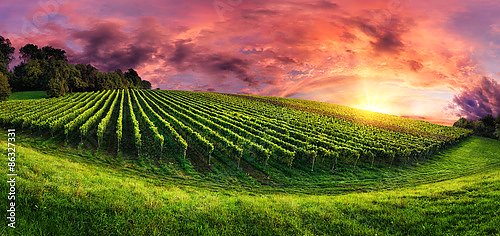 Панорама виноградников на великолепном закате