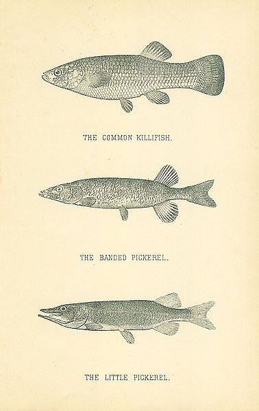 The Common Killfish, The Banded Pickerel, The Little Pickerel 1