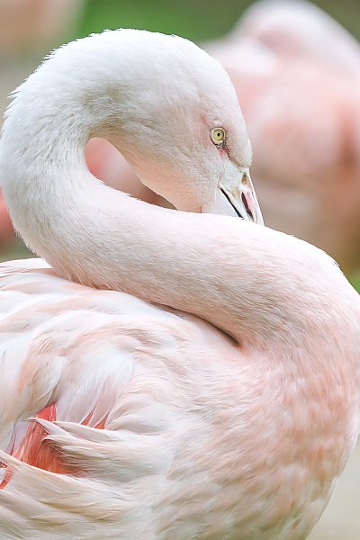 Бледно-розовый фламинго