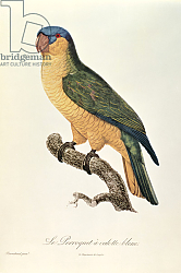 Постер Барранд Жак (птицы) Blue-Capped Parrot by Jacques Barraband Постер Барранд Жак (птицы) Blue-Capped Parrot by Jacques Barraband