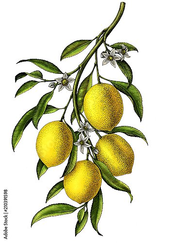Лимонная ветвь с 4 лимонами