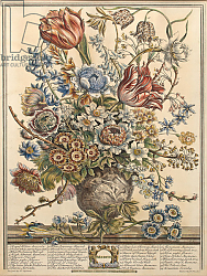 Постер Кастилс Питер March, from 'Twelve Months of Flowers' by Robert Furber engraved by Henry Fletcher 2 Постер Кастилс Питер March, from 'Twelve Months of Flowers' by Robert Furber engraved by Henry Fletcher 2