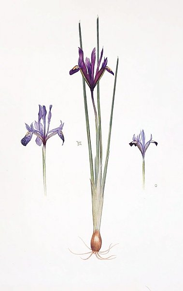 Iris reticulata, Iris histrio var. orthopetala and Iris Bakeriana