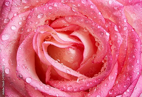 Розовая роза с каплями №2