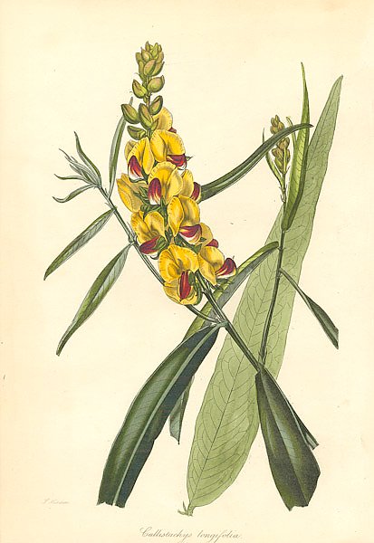 Callistachys Longifolia