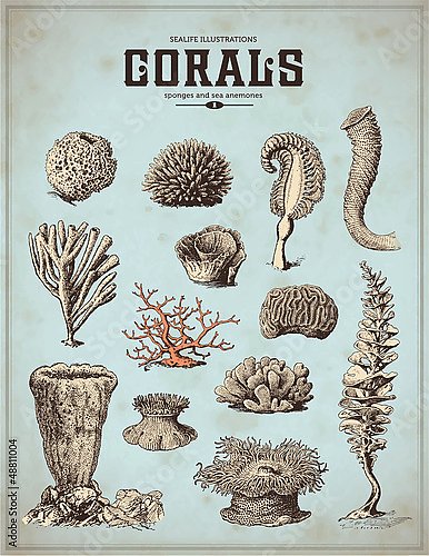 Ретро плакат с кораллами, губками и морскими анемонами