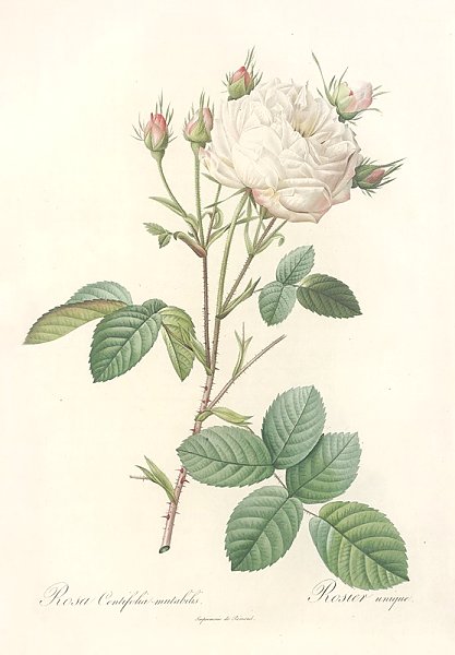 Постер Редюти Пьер Rosa Centifolia Mutabilis