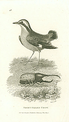Постер Short-Tailed Crow