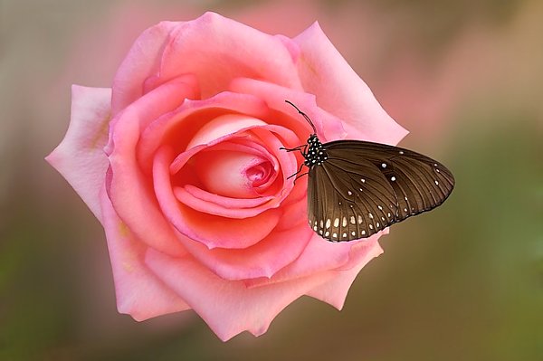 Черная бабочка на розовой розе