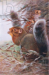 Постер Кунер Вильгельм St Paul Squirrel, illustration from'Wildlife of the World', c.1910 Постер Кунер Вильгельм St Paul Squirrel, illustration from'Wildlife of the World', c.1910