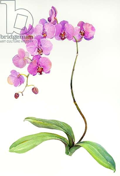 Orchid botanical, 2013,