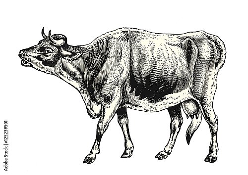 Ретро-иллюстрация с коровой