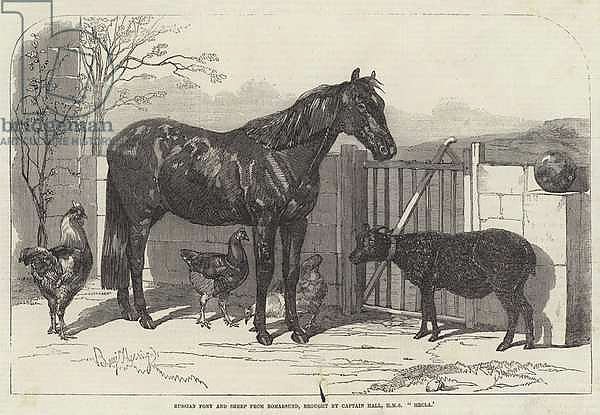 Russian Pony and Sheep from Bomarsund, brought by Captain Hall, HMS 
