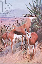 Постер Кунер Вильгельм Springbok, illustration from'Wildlife of the World', c.1910 Постер Кунер Вильгельм Springbok, illustration from'Wildlife of the World', c.1910