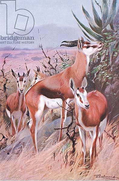 Springbok, illustration from'Wildlife of the World', c.1910