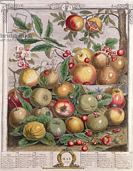 Постер Кастилс Питер May, from 'Twelve Months of Fruits', by Robert Furber engraved by Henry Fletcher, 1732 Постер Кастилс Питер May, from 'Twelve Months of Fruits', by Robert Furber engraved by Henry Fletcher, 1732