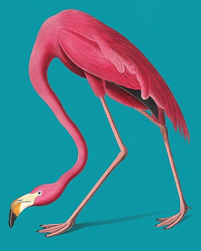 Розовый фламинго на голубом фоне