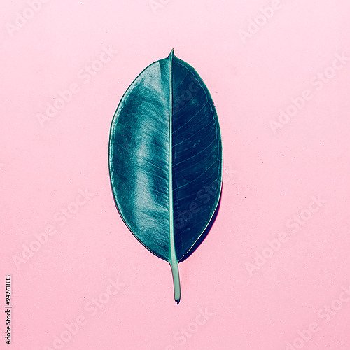 Зеленый лист на розовом фоне