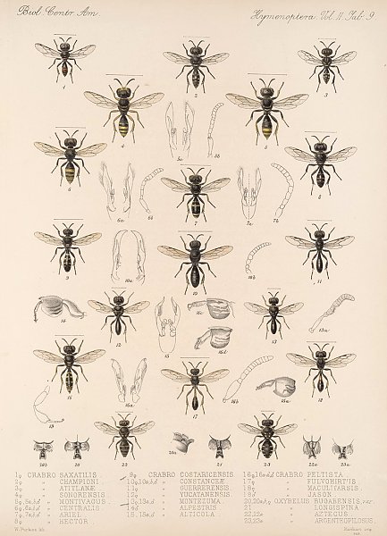 Insecta Hymenoptera Pl 29