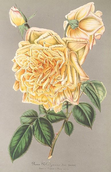 Rose Jaune d’or