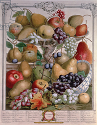 Постер Кастилс Питер November, from 'Twelve Months of Fruits', by Robert Furber engraved by James Smith, 1732 Постер Кастилс Питер November, from 'Twelve Months of Fruits', by Robert Furber engraved by James Smith, 1732