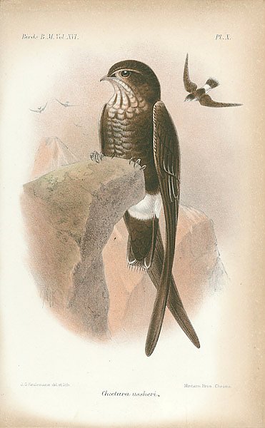Eulabeornis Woodfordi