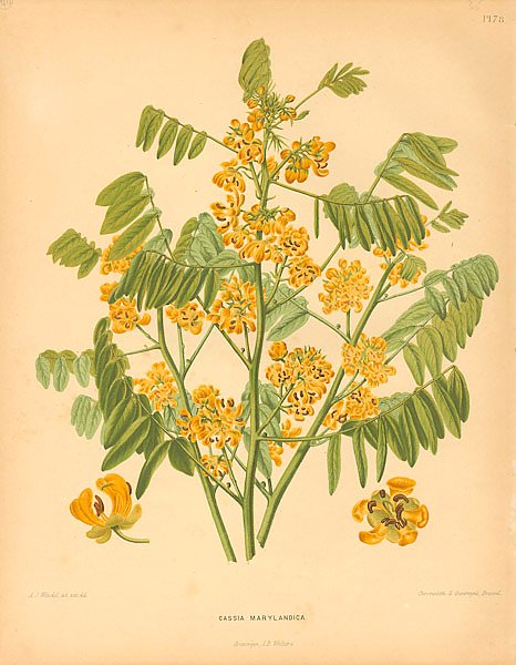 Cassia Marylandica