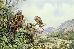 Постер Даннер Карл (совр) Pair of Red Kites in an Oak Tree, Постер Даннер Карл (совр) Pair of Red Kites in an Oak Tree,