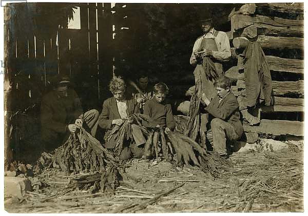 Sons of J.H. Burch aged 12, 14 & 17 stripping tobacco during school hours at Warren County, Rockfield, Kentucky, 1916