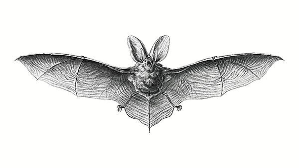 Vintage bat illustration