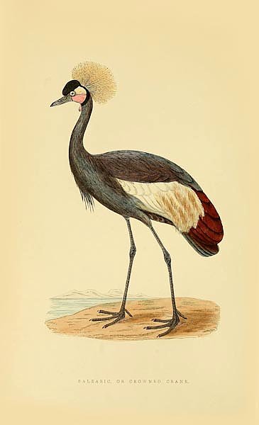 Balearic or Crowned Crane