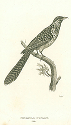 Постер Mindanao Cuckow, male